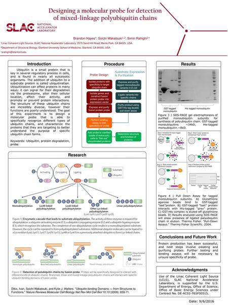 Designing a molecular probe for detection