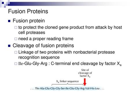 Fusion Proteins Fusion protein Cleavage of fusion proteins