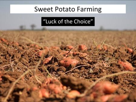 Sweet Potato Farming “Luck of the Choice”.