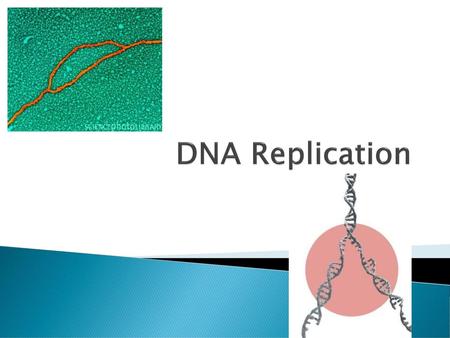 DNA Replication.