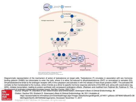 Diagrammatic representation of the mechanism of action of testosterone on target cells. Testosterone (T) circulates in association with sex hormone–binding.