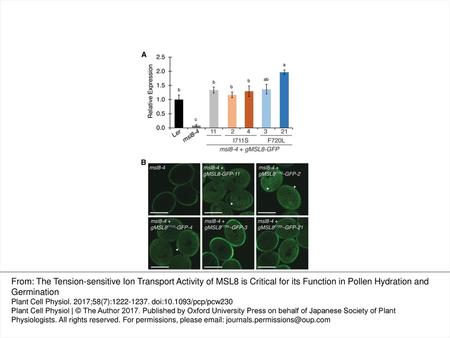 Fig. 2 Expression and subcellular localization of MSL8–GFP expressed from endogenous sequences. (A) Quantitative RT–PCR amplification of MSL8 transcripts.