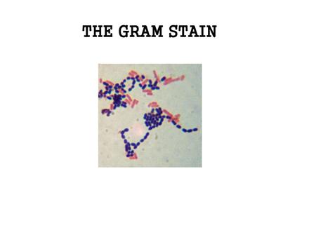 THE GRAM STAIN.