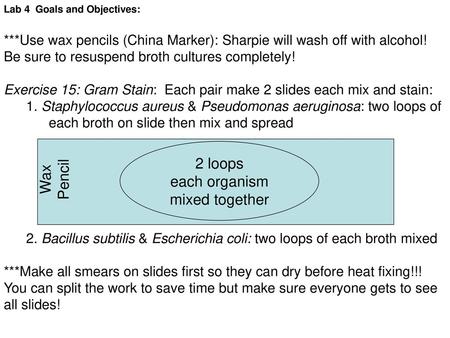 2 loops each organism Wax Pencil mixed together