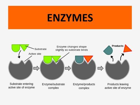 ENZYMES.