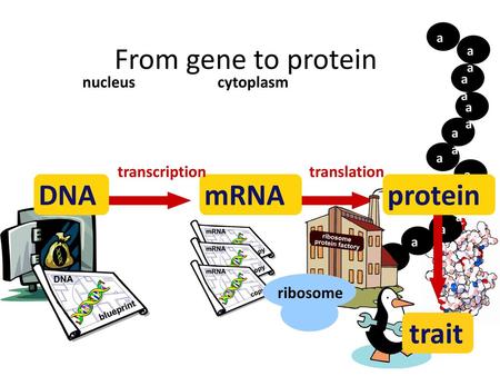 From gene to protein DNA mRNA protein trait nucleus cytoplasm