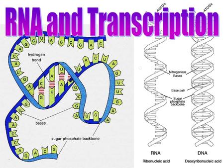 RNA and Transcription.