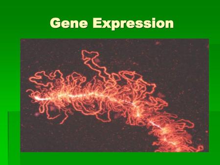 Gene Expression.