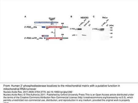 Figure 1. Constructs and expression of 2′-PDE in human cells