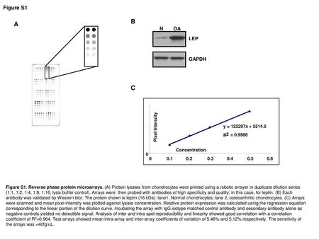 B A C Figure S1 LEP GAPDH N OA