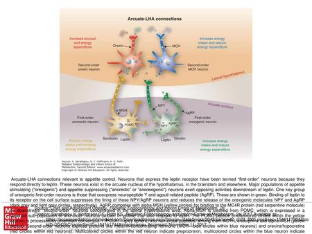 Arcuate-LHA connections relevant to appetite control