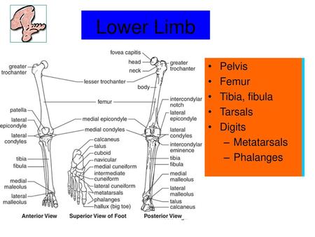 Lower Limb Upper Limb Pelvis Femur Tibia, fibula Tarsals Digits