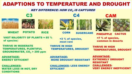 ADAPTIONS TO TEMPERATURE AND DROUGHT