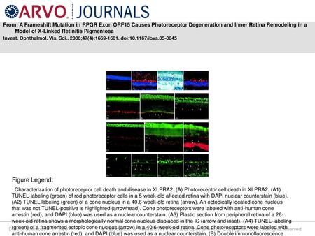 From: A Frameshift Mutation in RPGR Exon ORF15 Causes Photoreceptor Degeneration and Inner Retina Remodeling in a Model of X-Linked Retinitis Pigmentosa.