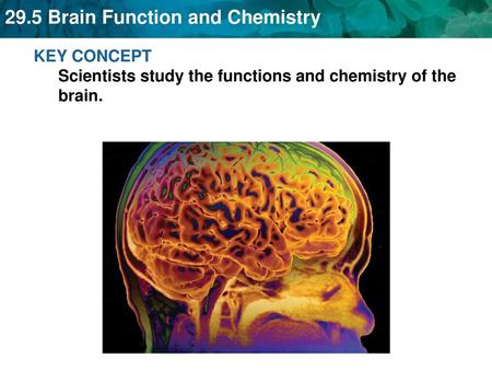 KEY CONCEPT  Scientists study the functions and chemistry of the brain.