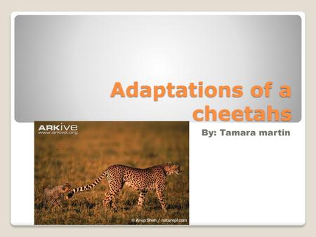 Adaptations of a cheetahs