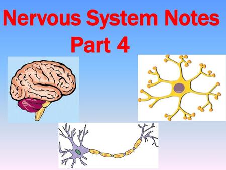 Nervous System Notes 			Part 4