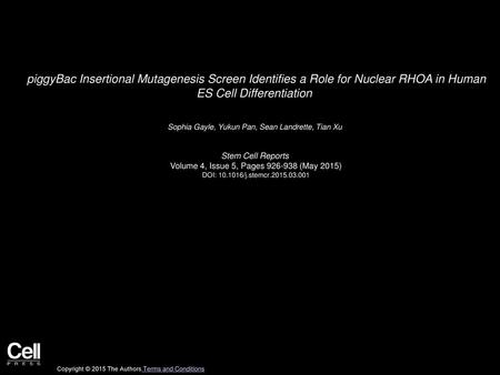 PiggyBac Insertional Mutagenesis Screen Identifies a Role for Nuclear RHOA in Human ES Cell Differentiation  Sophia Gayle, Yukun Pan, Sean Landrette,