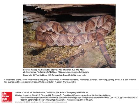 Copperhead Snake. The Copperhead is frequently encountered in wooded mountains, abandoned buildings, and damp, grassy areas. It is able to climb low bushes.