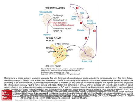 Mechanisms of opiate action in producing analgesia