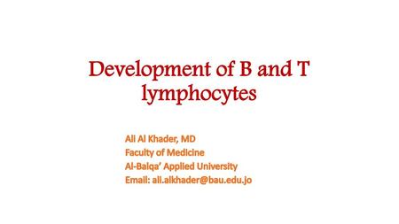 Development of B and T lymphocytes