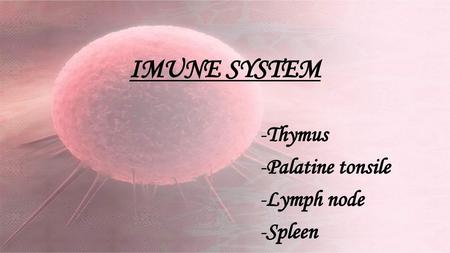 Thymus Palatine tonsile Lymph node Spleen