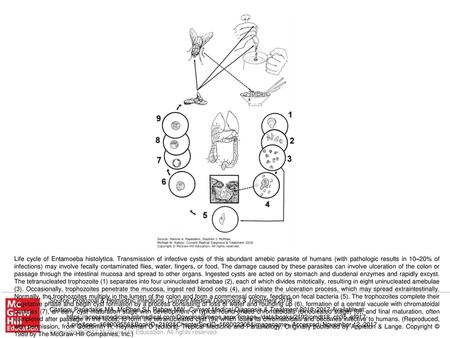 Life cycle of Entamoeba histolytica