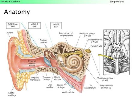 Anatomy.