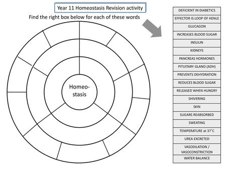 Homeo-stasis Year 11 Homeostasis Revision activity