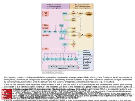 Cell cycle progression is counteracted by pRb (which inhibits the function of E2F), cyclin-dependent protein kinase inhibitors (such as p15, p16, and p21),