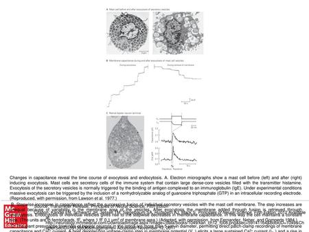 C. The giant presynaptic terminals of bipolar neurons in the retina are more than 5 μm in diameter, permitting direct patch-clamp recordings of membrane.