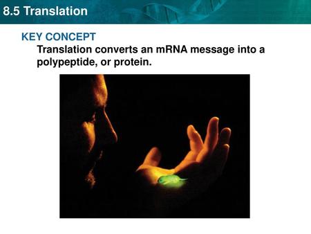 Amino acids (protein building blocks) are coded for by mRNA base sequences.