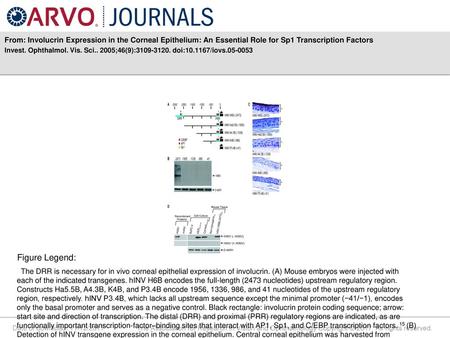 From: Involucrin Expression in the Corneal Epithelium: An Essential Role for Sp1 Transcription Factors Invest. Ophthalmol. Vis. Sci.. 2005;46(9):3109-3120.