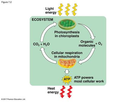 Light energy ECOSYSTEM Photosynthesis in chloroplasts Organic