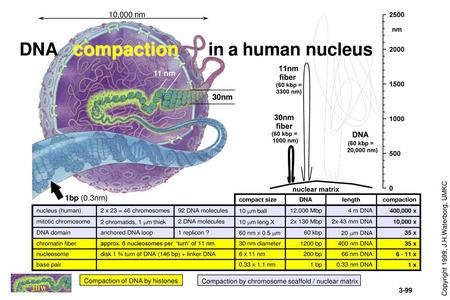 DNA compaction in a human nucleus