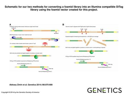 Schematic for our two methods for converting a fosmid library into an Illumina compatible DiTag library using the fosmid vector created for this project.