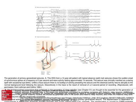 C. Neuronal activity of cortical and thalamic neurons becomes synchronized during a primary generalized seizure. The depolarization is dependent on conductances.