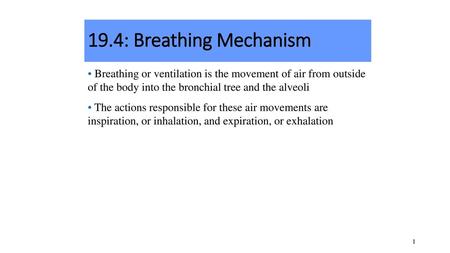 19.4: Breathing Mechanism Breathing or ventilation is the movement of air from outside of the body into the bronchial tree and the alveoli The actions.