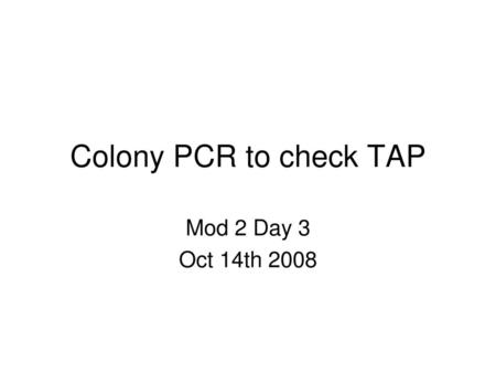 Colony PCR to check TAP Mod 2 Day 3 Oct 14th 2008.