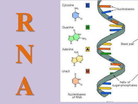 RNA.