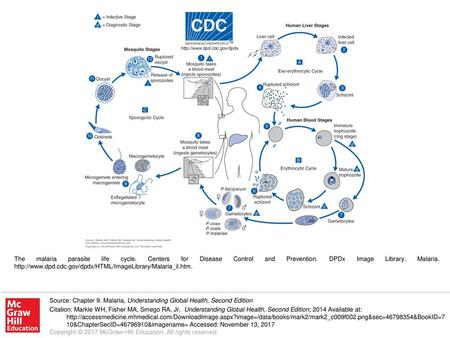 The malaria parasite life cycle