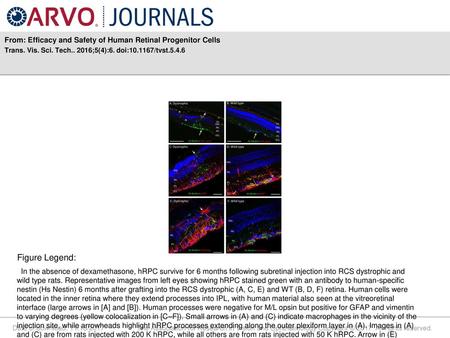 From: Efficacy and Safety of Human Retinal Progenitor Cells