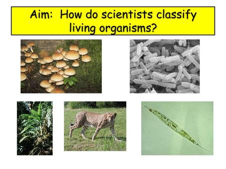 Aim: How do scientists classify living organisms?