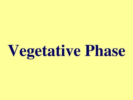 Vegetative Phase.