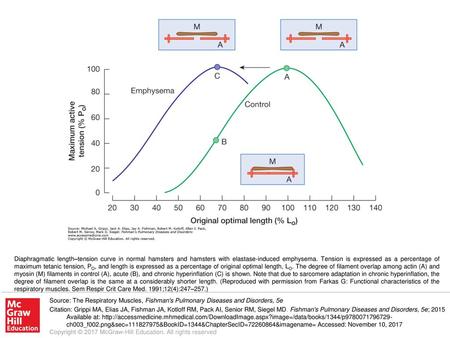 Diaphragmatic length–tension curve in normal hamsters and hamsters with elastase-induced emphysema. Tension is expressed as a percentage of maximum tetanic.