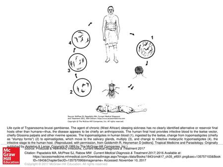 Life cycle of Trypanosoma brucei gambiense