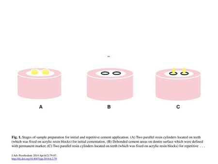 Fig. 1. Stages of sample preparation for initial and repetitive cement application. (A) Two parallel resin cylinders located on teeth (which was fixed.