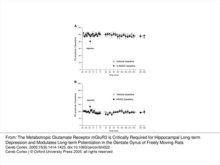 Figure 1. Basal transmission in the dentate gyrus in vivo is not affected by drug injection. (A) Application of 61 μg of the selective mGliuR3 antagonist.