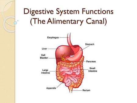 Digestive System Functions (The Alimentary Canal)