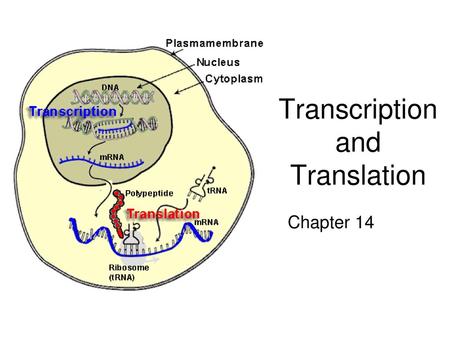 Transcription and Translation